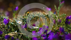 Purple spring Sicilian wildflowers