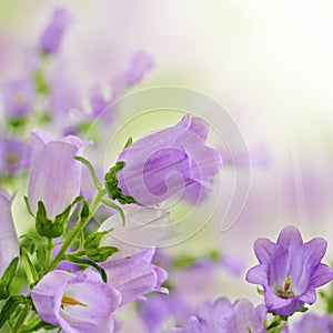 Purple spring summer flowers on bokeh background