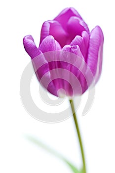 Purple Spring Tulip Flower Isolated