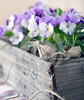 Purple spring violets