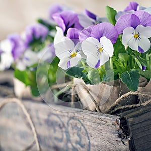 Purple spring violets