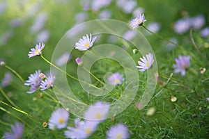 Purple Spring Wildflowers