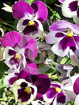 Purple springtime pansies in the sunlight