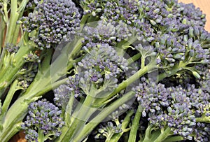 Purple sprouting Broccoli