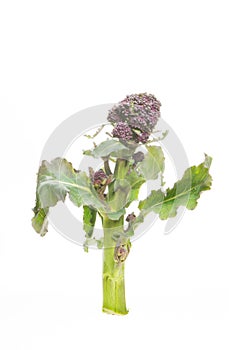 Purple sprouting broccoli