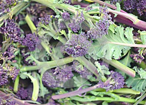 Purple sprouting broccoli close up