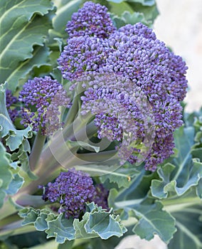 Purple sprouting broccoli florets, leaves and stalks - early spring, late winter vegetable.