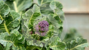 Purple sprouting broccoli growing in kitchen garden allotment