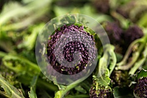 Purple sprouting broccoli growing in kitchen garden allotment