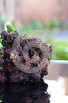 Purple sprouting broccoli outdoors
