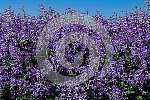 Purple Spurflower. Plectranthus mona lavender violet flowers.