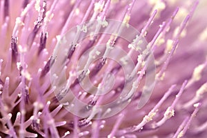 Purple stamens with pollen background