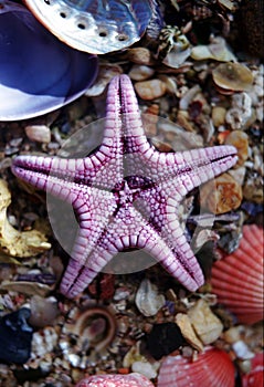 Purple Star Fish on Shells