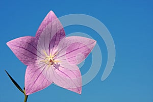 Purple Star Flower