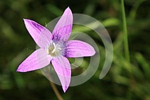 Purpurová hvězda květina 