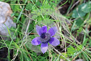 Purple Star windflower. Latin name is anemone hortensis