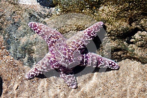 Purple Starfish
