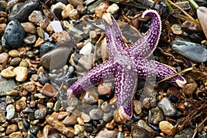 Purple starfish