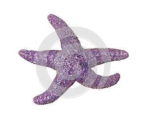 Purple starfish isolated