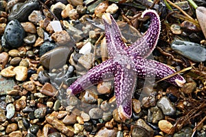Purple starfish photo