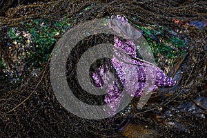 Purple starfish on a rock surrounded by brown seaweed at low tide, as a nature background, Alki Point, Washington, USA