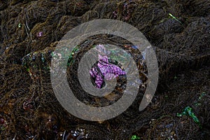 Purple starfish on a rock surrounded by brown seaweed at low tide, as a nature background, Alki Point, Washington, USA