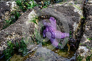 Purple starfish on a rock surrounded by brown seaweed at low tide, as a nature background, Alki Point, Washington, USA