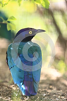 Purple starling