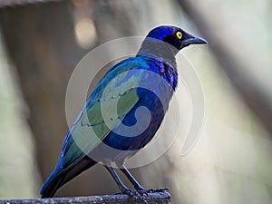 The purple starling standing on a tree branch