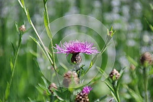 Purple starthistle blooming in meadow