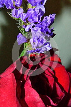 Purple Statice closeup with red rose