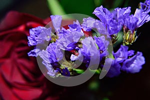 Purple Statice closeup with red rose background