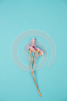A purple statice flower on blue background in vintage tone