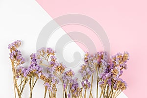 Purple statice flower on pink and white background