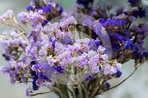 Purple statice flowers