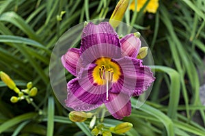 Purple Stella D`oro Day Lily