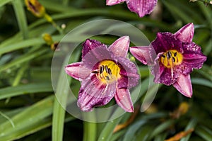 Purple Stella D`oro Day Lily