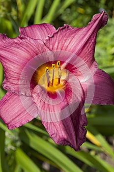 Purple Stella D`oro Day Lily Flower 1