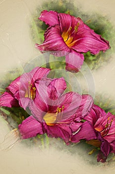Purple Stella D`oro Day Lily Flowers