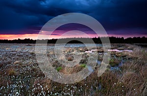 Purple stormy sunset over swamp