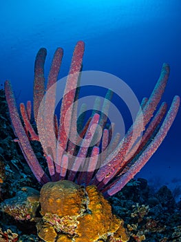 Purple stove-pipe sponge, Aplysina archeri, in Bonaire. Caribbean Diving holiday