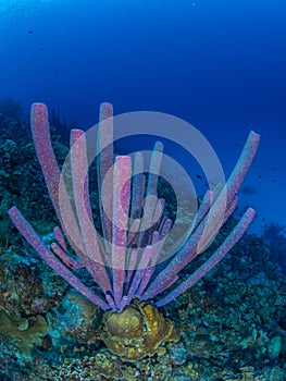 Purple stove-pipe sponge, Aplysina archeri, in Bonaire. Caribbean Diving holiday