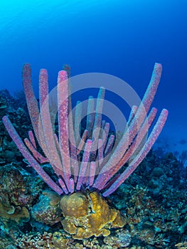 Purple stove-pipe sponge, Aplysina archeri, in Bonaire. Caribbean Diving holiday