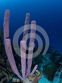 Purple stove-pipe sponge, Aplysina archeri, in Bonaire. Caribbean Diving holiday