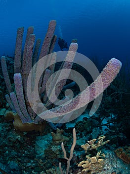 Purple stove-pipe sponge, Aplysina archeri, in Bonaire. Caribbean Diving holiday