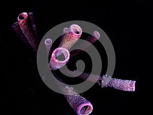 Purple stove-pipe sponge, Aplysina archeri. Bonaire, Caribbean Netherlands. Diving holiday