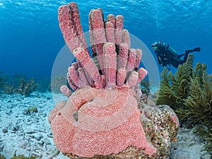 Purple stove-pipe sponge, Aplysina archeri. Bonaire, Caribbean Netherlands. Diving holiday