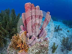 Purple stove-pipe sponge, Aplysina archeri. Bonaire, Caribbean Netherlands. Diving holiday