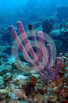 Purple stovepipe sponge photo