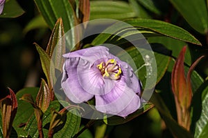 Purple Straits Rhododendron flower (melastoma malabathricum), which is not actually a rhododendron